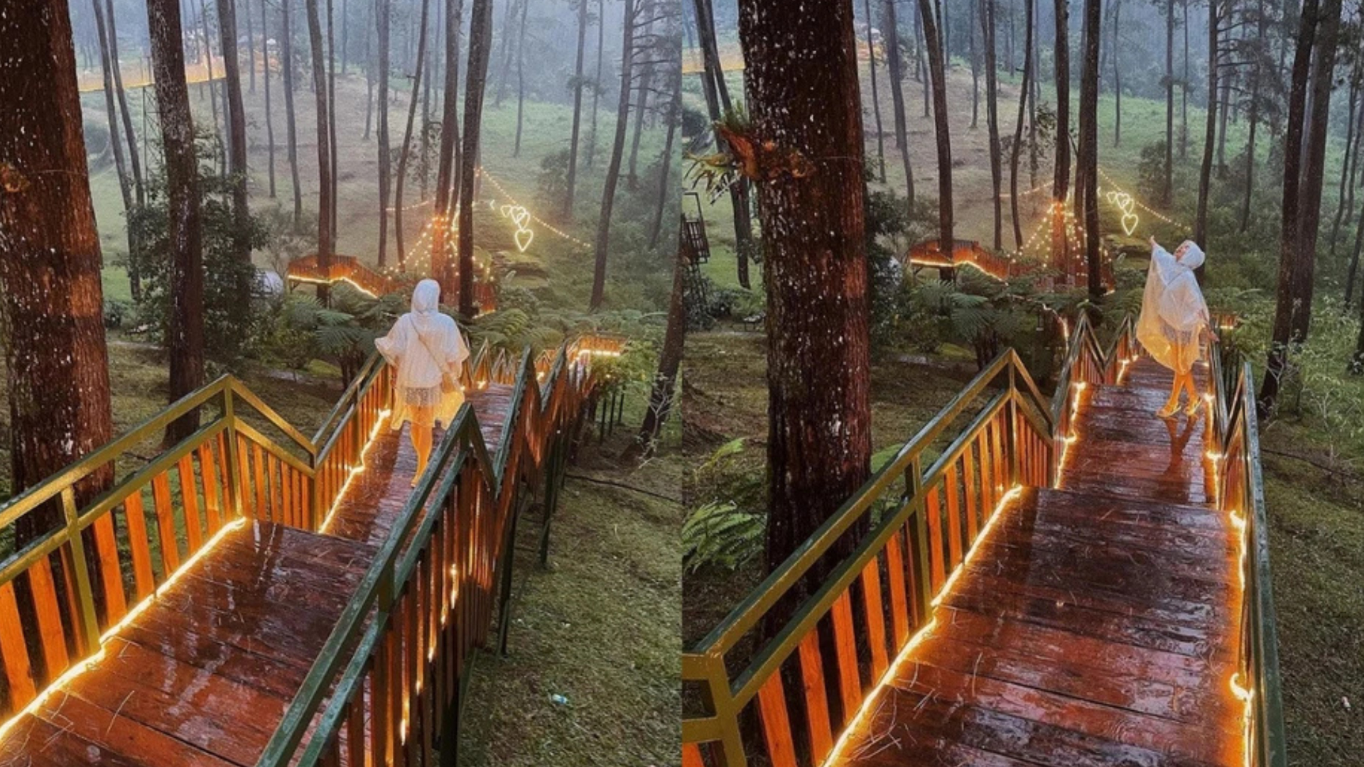 Orchid Forest Cikole